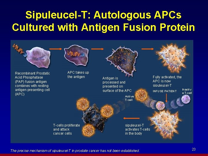 Sipuleucel-T: Autologous APCs Cultured with Antigen Fusion Protein Recombinant Prostatic Acid Phosphatase (PAP) fusion