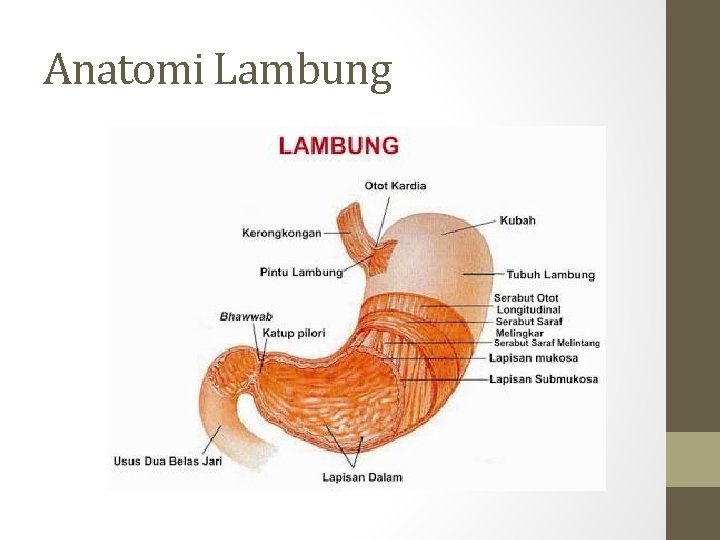 Anatomi Lambung 