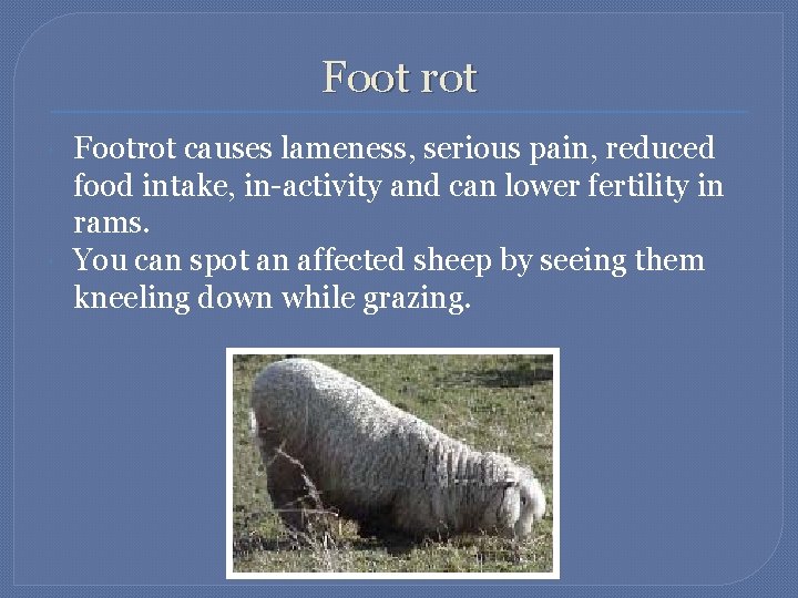 Foot rot Footrot causes lameness, serious pain, reduced food intake, in-activity and can lower