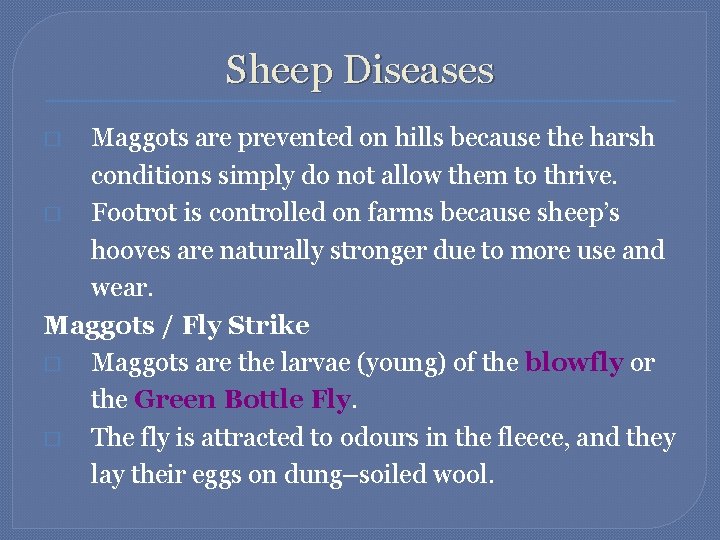 Sheep Diseases Maggots are prevented on hills because the harsh conditions simply do not