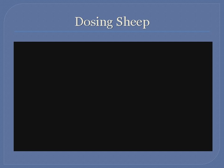 Dosing Sheep 