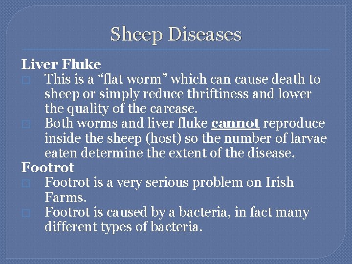 Sheep Diseases Liver Fluke � This is a “flat worm” which can cause death