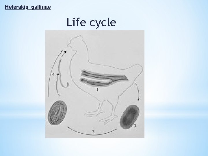 Heterakis gallinae Life cycle 