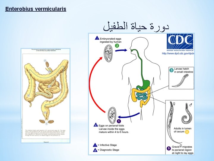 Enterobius vermicularis ﺩﻭﺭﺓ ﺣﻴﺎﺓ ﺍﻟﻄﻔﻴﻞ 