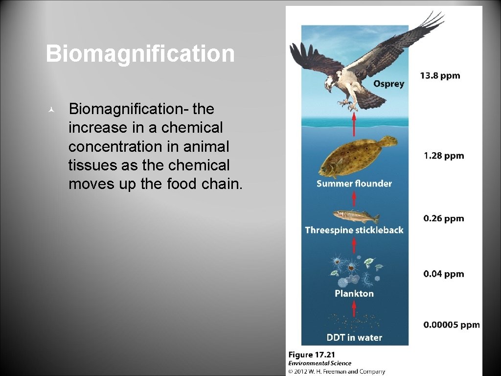 Biomagnification © Biomagnification- the increase in a chemical concentration in animal tissues as the