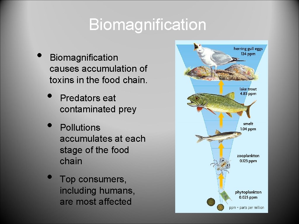 Biomagnification • Biomagnification causes accumulation of toxins in the food chain. • • •