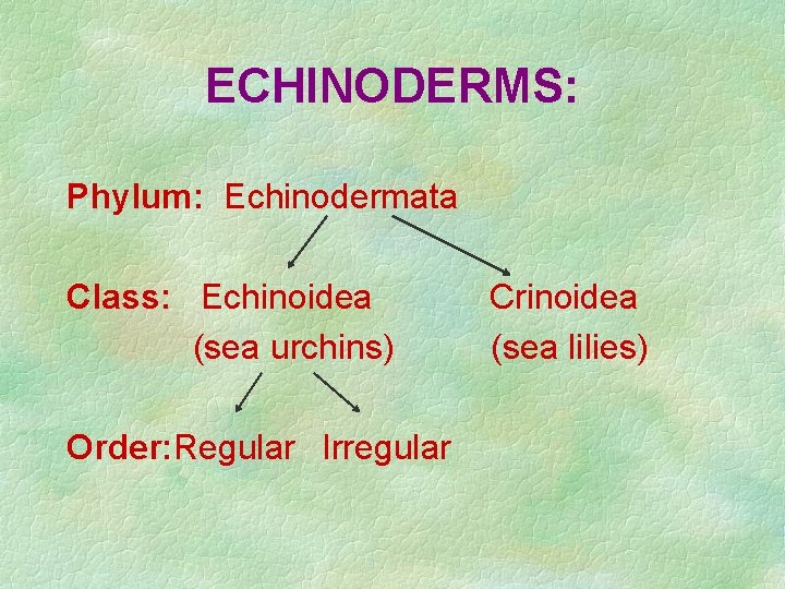 ECHINODERMS: Phylum: Echinodermata Class: Echinoidea (sea urchins) Order: Regular Irregular Crinoidea (sea lilies) 