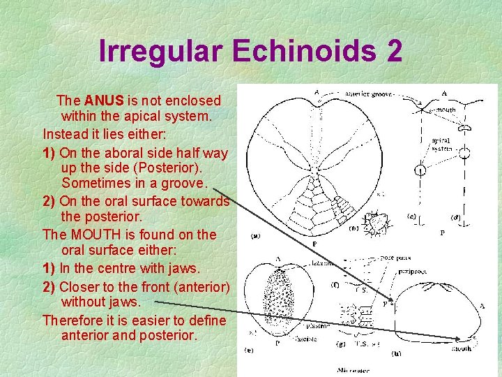 Irregular Echinoids 2 The ANUS is not enclosed within the apical system. Instead it