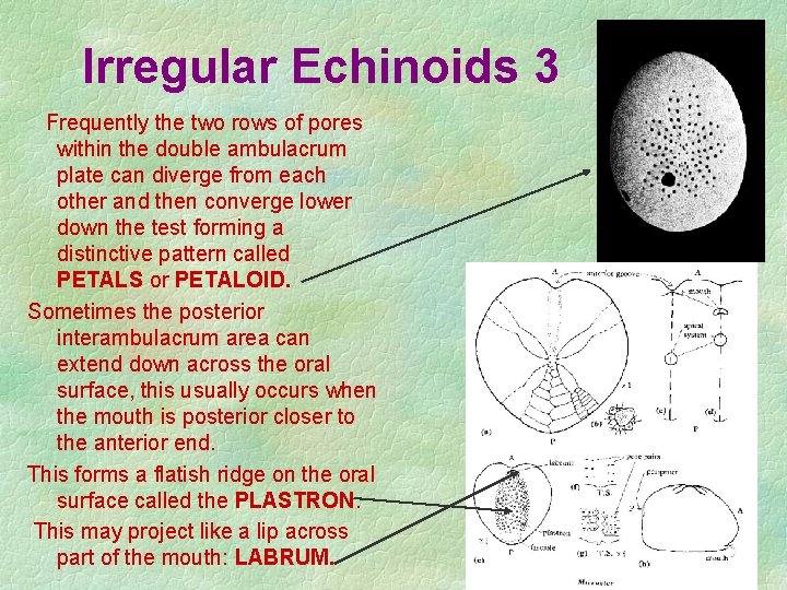 Irregular Echinoids 3 Frequently the two rows of pores within the double ambulacrum plate