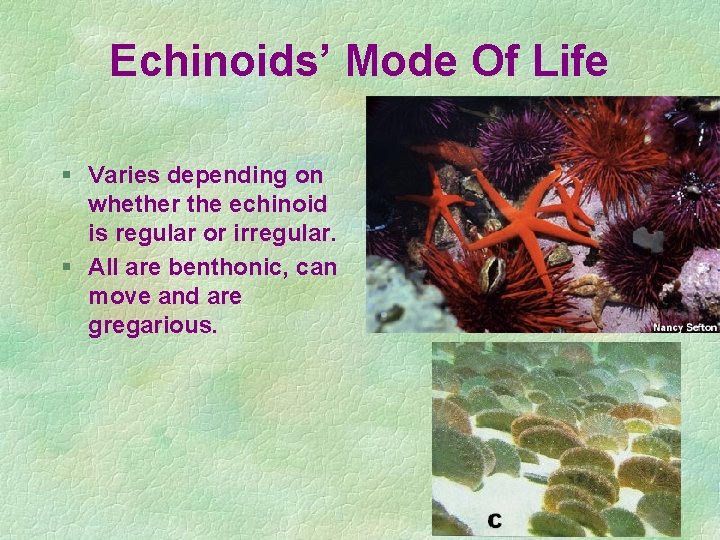 Echinoids’ Mode Of Life § Varies depending on whether the echinoid is regular or
