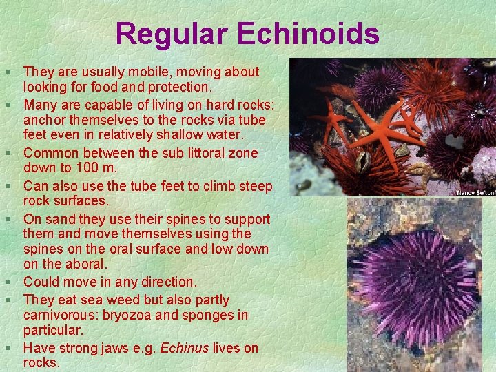 Regular Echinoids § They are usually mobile, moving about looking for food and protection.