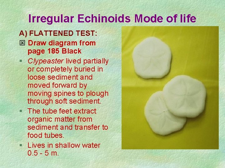 Irregular Echinoids Mode of life A) FLATTENED TEST: Draw diagram from page 185 Black