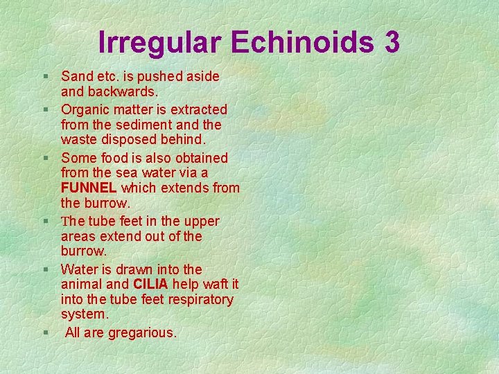 Irregular Echinoids 3 § Sand etc. is pushed aside and backwards. § Organic matter