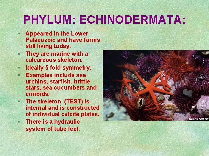 PHYLUM: ECHINODERMATA: § Appeared in the Lower Palaeozoic and have forms still living today.