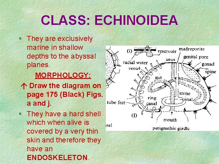 CLASS: ECHINOIDEA § They are exclusively marine in shallow depths to the abyssal planes.