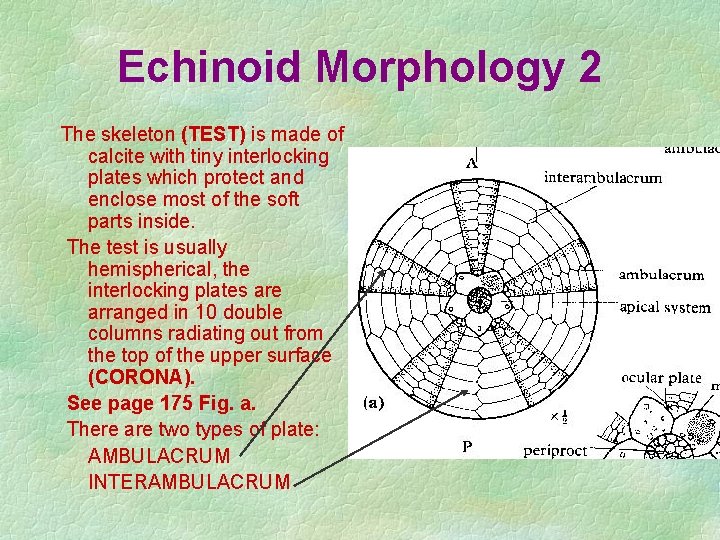 Echinoid Morphology 2 The skeleton (TEST) is made of calcite with tiny interlocking plates