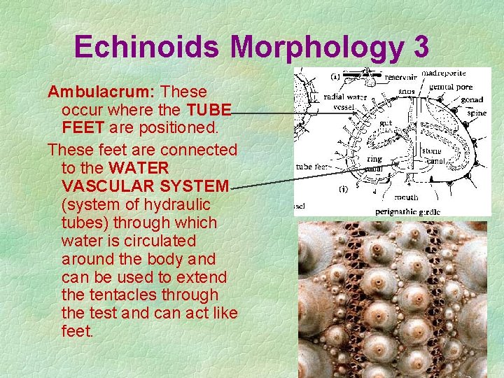 Echinoids Morphology 3 Ambulacrum: These occur where the TUBE FEET are positioned. These feet