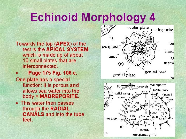 Echinoid Morphology 4 Towards the top (APEX) of the test is the APICAL SYSTEM