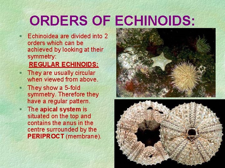 ORDERS OF ECHINOIDS: § Echinoidea are divided into 2 orders which can be achieved