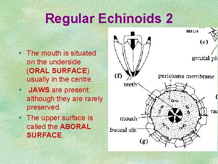 Regular Echinoids 2 § The mouth is situated on the underside (ORAL SURFACE) usually