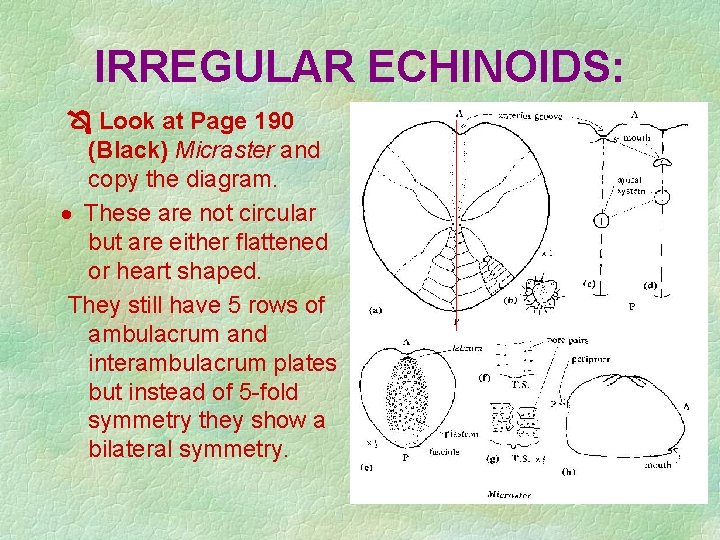 IRREGULAR ECHINOIDS: Look at Page 190 (Black) Micraster and copy the diagram. · These