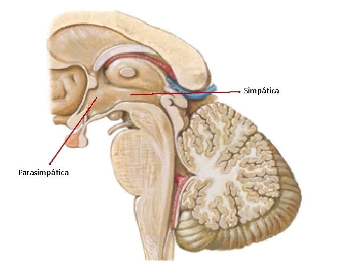 Simpática Parasimpática 