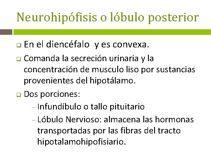 Neurohipófisis o lóbulo posterior q En el diencéfalo y es convexa. Comanda la secreción