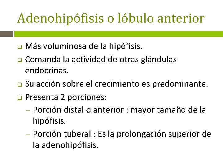 Adenohipófisis o lóbulo anterior Más voluminosa de la hipófisis. q Comanda la actividad de