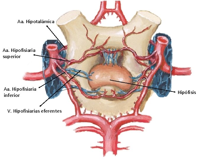 Aa. Hipotalámica Aa. Hipofisiaria superior Aa. Hipofisiaria inferior V. Hipofisiarias eferentes Hipófisis 