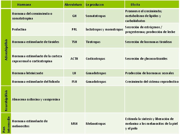 Pars Intermedia Neurohipófisis Adenohipófisis Hormona Abreviatura La producen Efecto Hormona del cremimiento o somatotropina