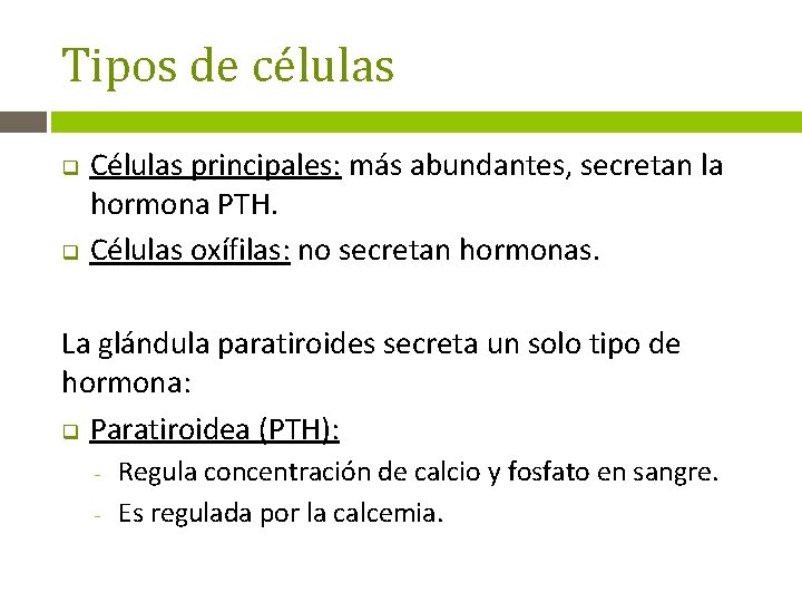 Tipos de células q q Células principales: más abundantes, secretan la hormona PTH. Células