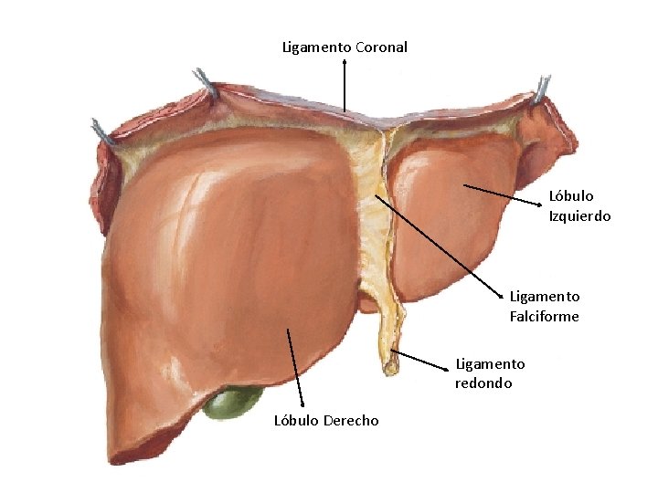 Ligamento Coronal Lóbulo Izquierdo Ligamento Falciforme Ligamento redondo Lóbulo Derecho 