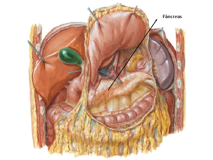 Páncreas 