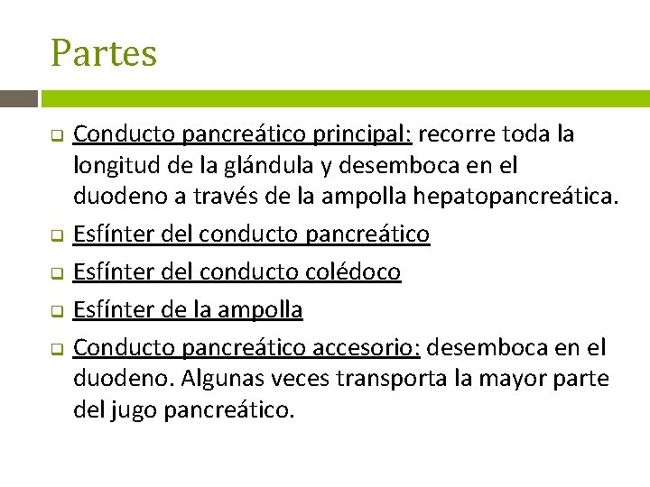 Partes q q q Conducto pancreático principal: recorre toda la longitud de la glándula