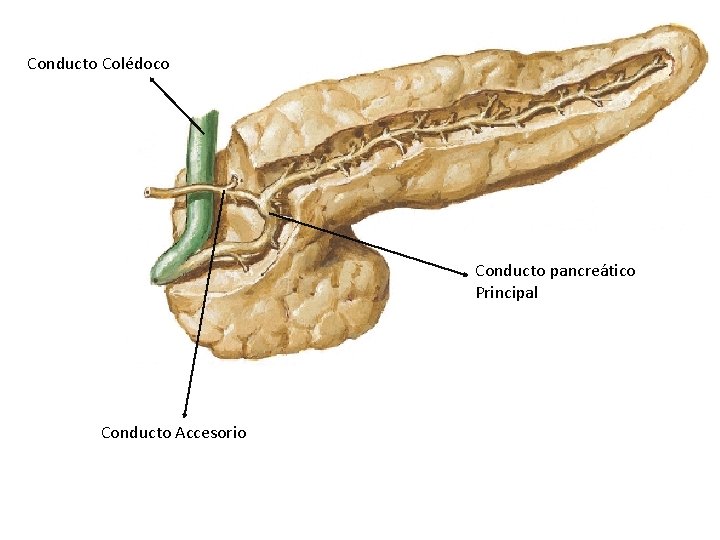 Conducto Colédoco Conducto pancreático Principal Conducto Accesorio 