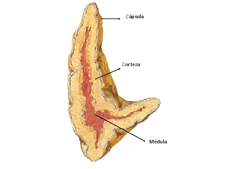 Cápsula Corteza Médula 