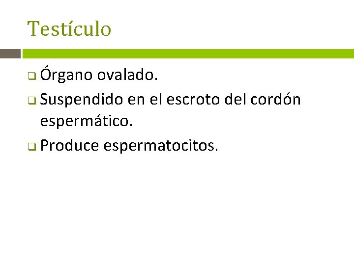 Testículo Órgano ovalado. q Suspendido en el escroto del cordón espermático. q Produce espermatocitos.