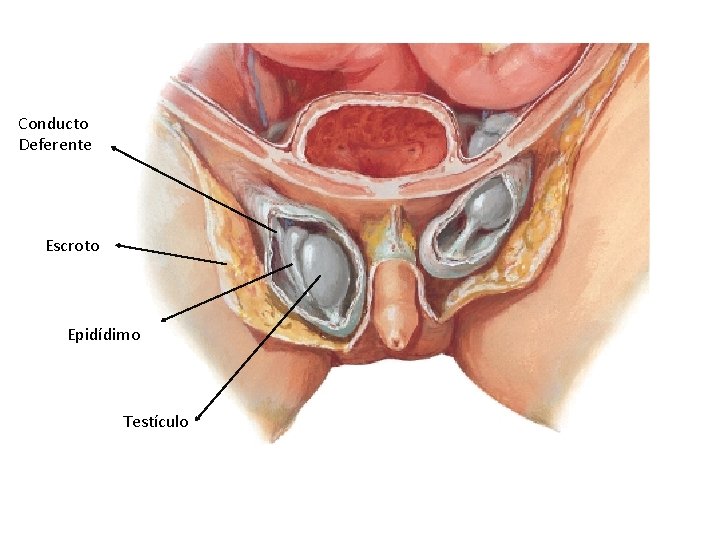 Conducto Deferente Escroto Epidídimo Testículo 