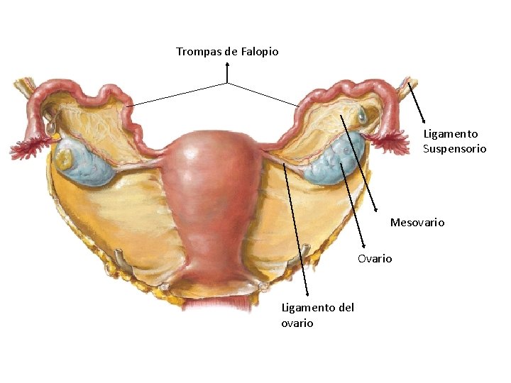 Trompas de Falopio Ligamento Suspensorio Mesovario Ovario Ligamento del ovario 