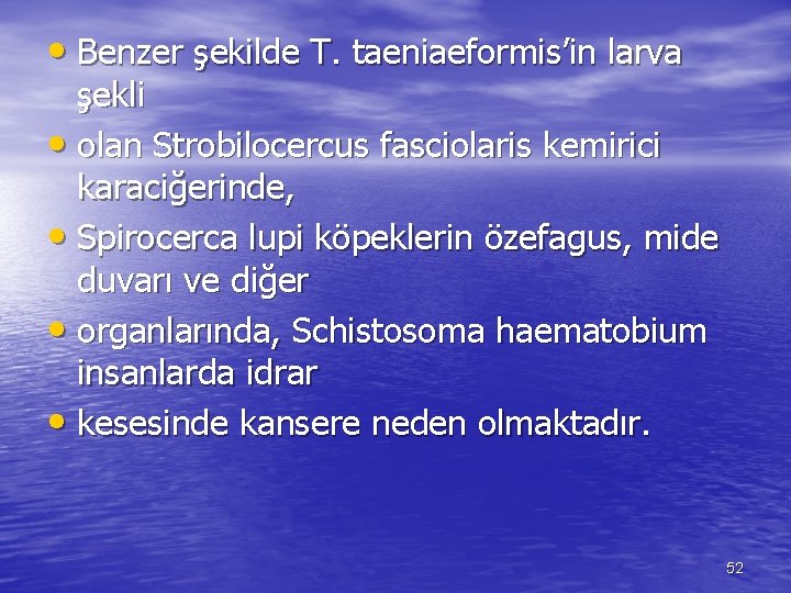  • Benzer şekilde T. taeniaeformis’in larva şekli • olan Strobilocercus fasciolaris kemirici karaciğerinde,