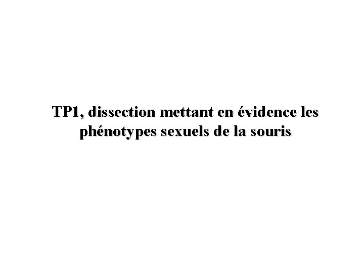 TP 1, dissection mettant en évidence les phénotypes sexuels de la souris 