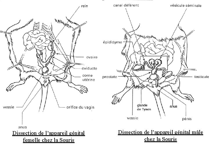 Dissection de l’appareil génital femelle chez la Souris Dissection de l’appareil génital mâle chez