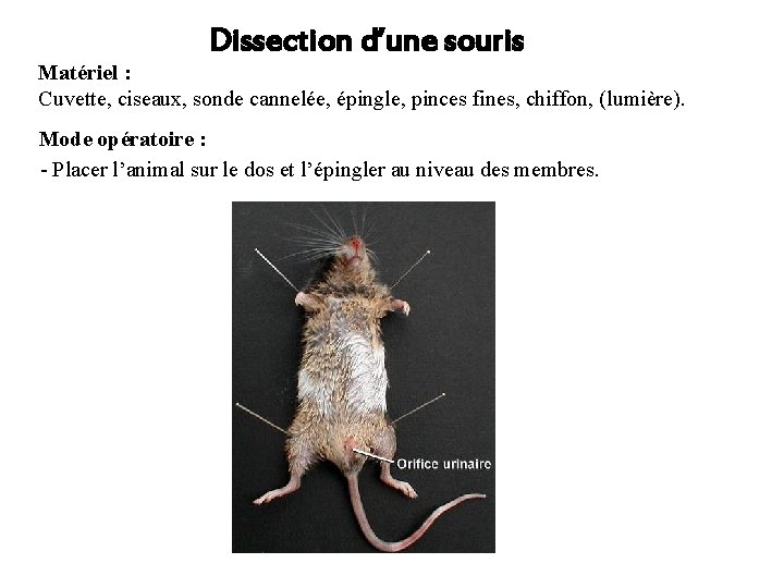 Dissection d’une souris Matériel : Cuvette, ciseaux, sonde cannelée, épingle, pinces fines, chiffon, (lumière).
