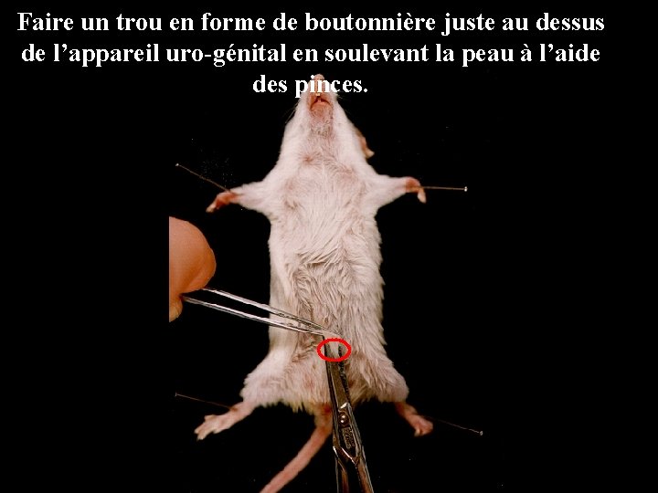 Faire un trou en forme de boutonnière juste au dessus de l’appareil uro-génital en