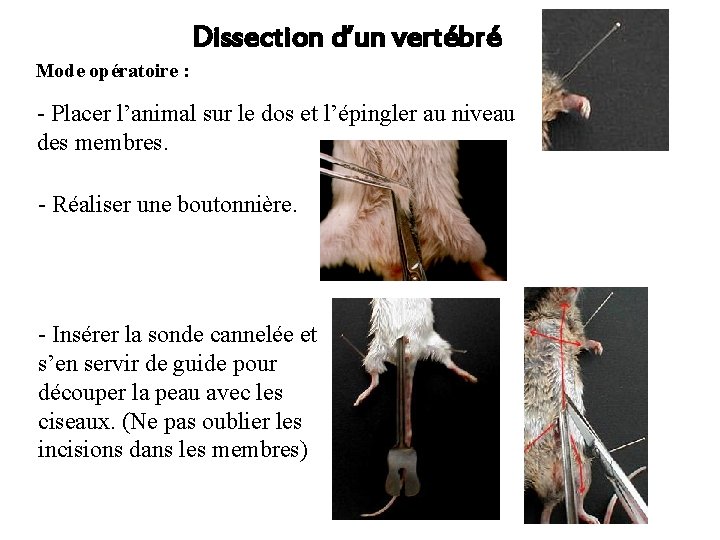 Dissection d’un vertébré Mode opératoire : - Placer l’animal sur le dos et l’épingler