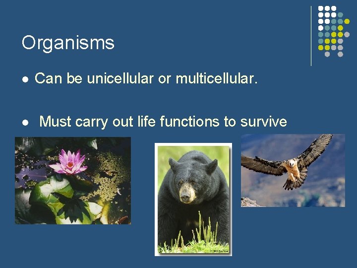 Organisms l l Can be unicellular or multicellular. Must carry out life functions to