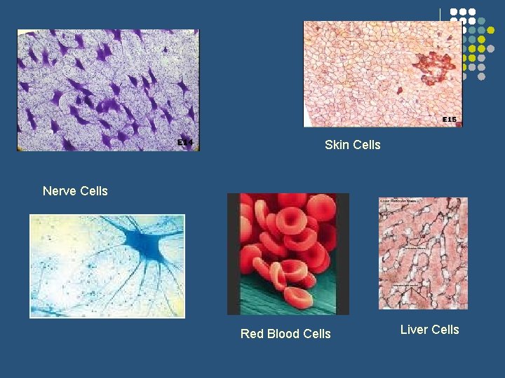 Skin Cells Nerve Cells Red Blood Cells Liver Cells 