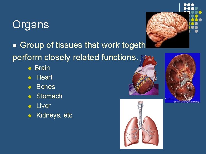 Organs Group of tissues that work together to perform closely related functions. l l