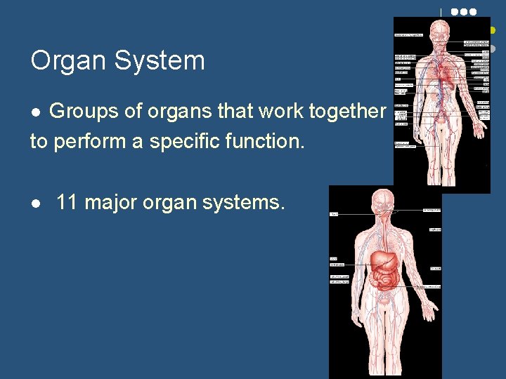 Organ System Groups of organs that work together to perform a specific function. l