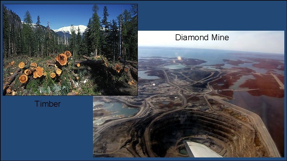 Diamond Mine Timber 